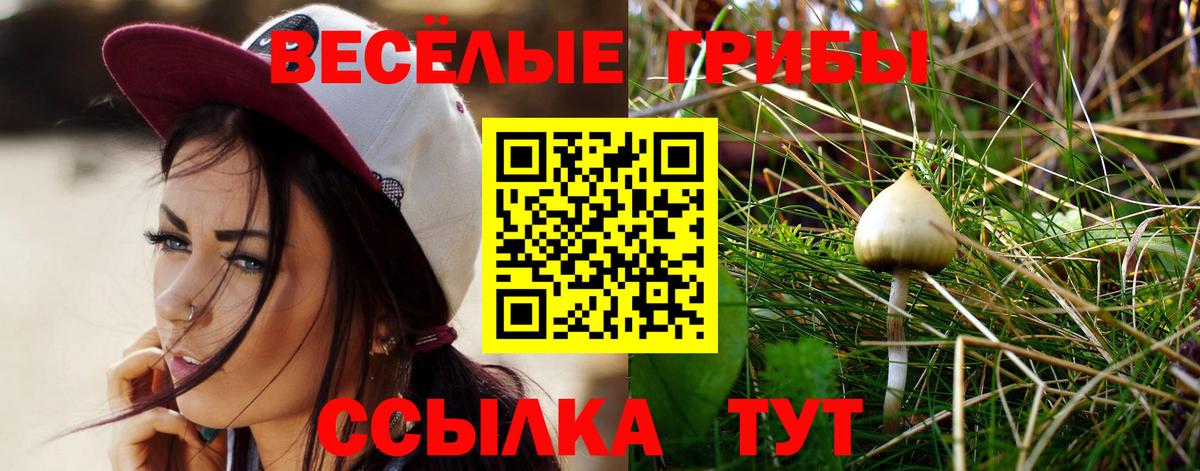 Галлюциногенные грибы Psilocybe Корсаков